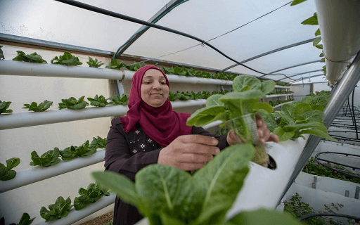 مشاريع للكسب الطيب لأسر متعففة في فلسطين - صدقتك عيش كريم لهم - الهيئة الخيرية الإسلامية العالمية